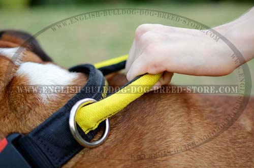 Comfy nylon dog collar for English Bulldog
