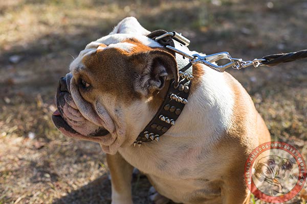 English Bulldog black leather collar with corrosion resistant hardware for any activity