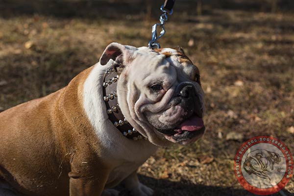 English Bulldog brown leather collar with corrosion resistant nickel plated hardware for agitation training