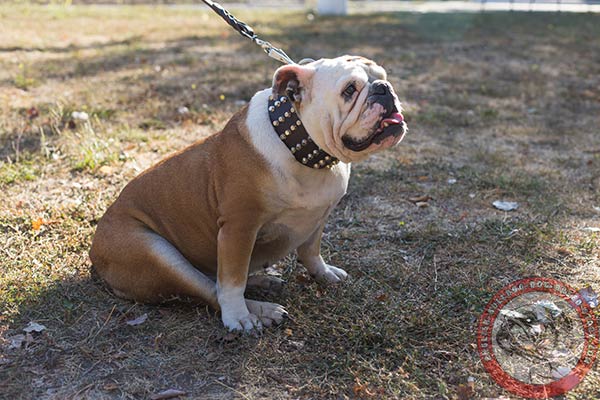 English Bulldog brown leather collar with duly riveted studs for any activity