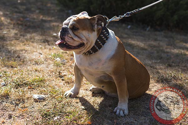 English Bulldog black leather collar of lightweight material with d-ring for leash attachment for stylish walks