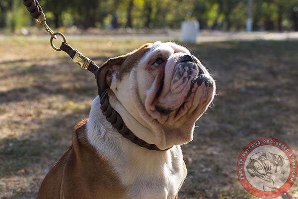 English Bulldog brown leather collar with rust-free hardware for better comfort