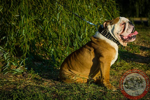 English Bulldog black leather collar with rust-resistant fittings for basic training