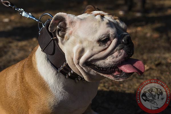 English Bulldog black leather collar with rust-free fittings for better comfort