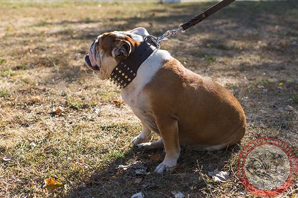 English Bulldog brown leather collar with rust-free hardware for professional use