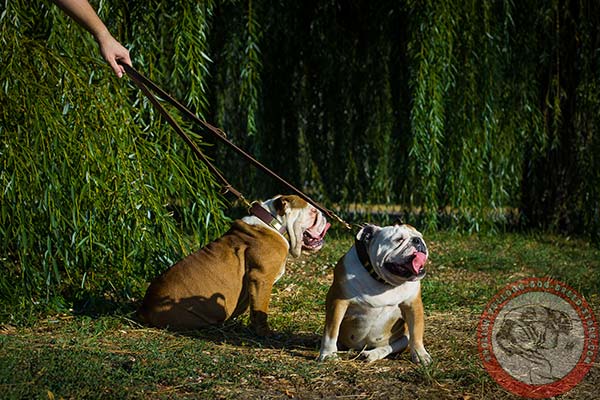 English Bulldog brown leather collar of classic design with plates for better comfort