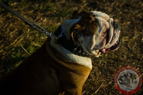 English Bulldog black leather collar of high quality with d-ring for leash attachment for stylish walks