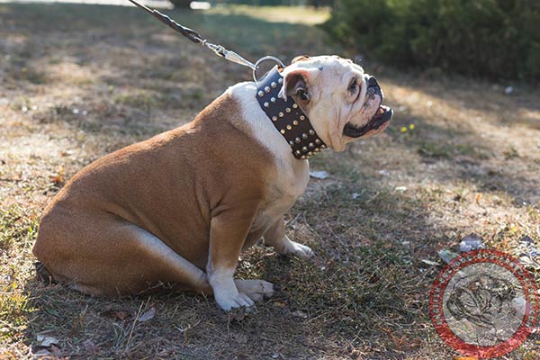 English Bulldog brown leather collar with corrosion resistant fittings for walking