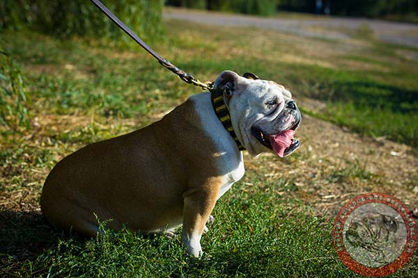 English Bulldog brown leather collar with rustless plates for daily walks