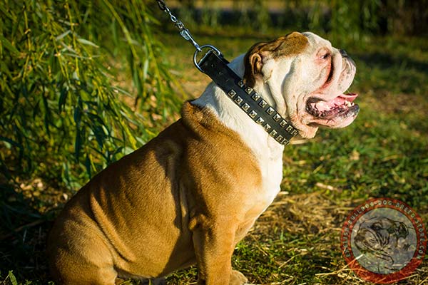 English Bulldog black leather collar with rust-resistant fittings for perfect control