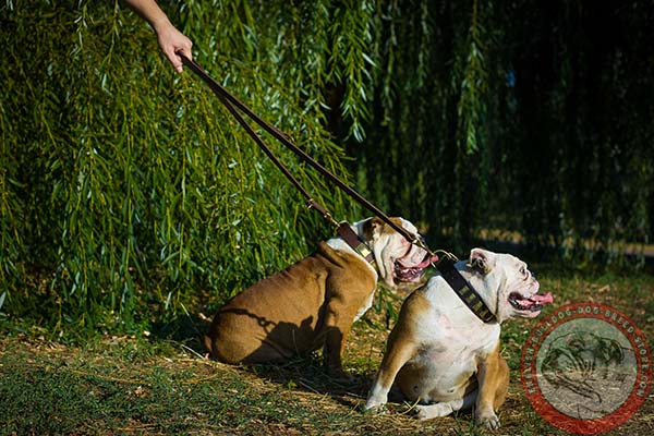 English Bulldog brown leather collar of classic design with d-ring for leash attachment for improved control