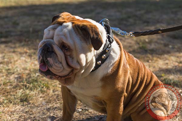 English Bulldog black leather collar with non-corrosive hardware for any activity