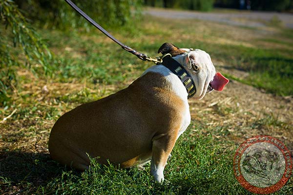 English Bulldog brown leather collar with strong brass plated hardware for agitation training