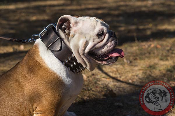 English Bulldog black leather collar with duly riveted spikes for professional use