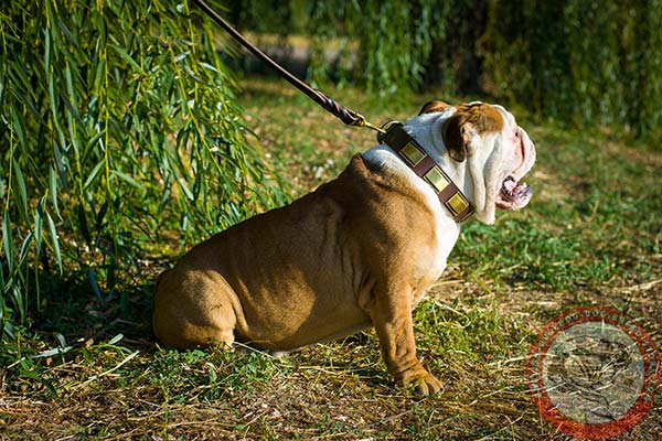 English Bulldog brown leather collar with reliable fittings for any activity