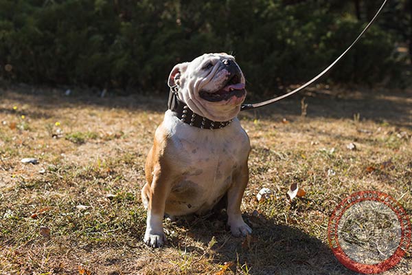 English Bulldog black leather collar with rust-resistant hardware for improved control