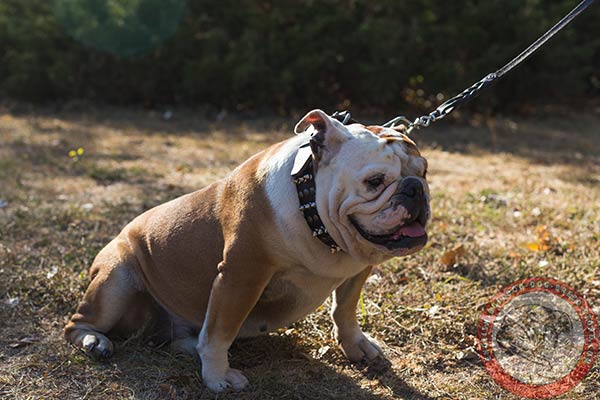 English Bulldog black leather collar of genuine materials with d-ring for leash attachment for basic training