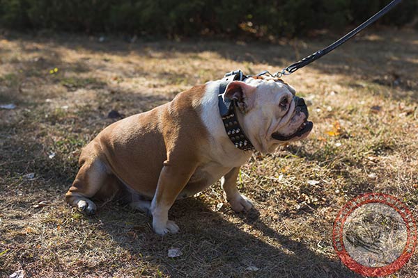 English Bulldog black leather collar with rust-free hardware for daily activity