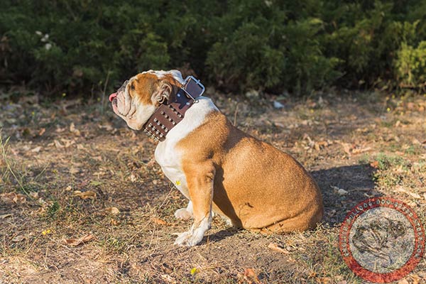 English Bulldog brown leather collar with non-corrosive hardware for any activity