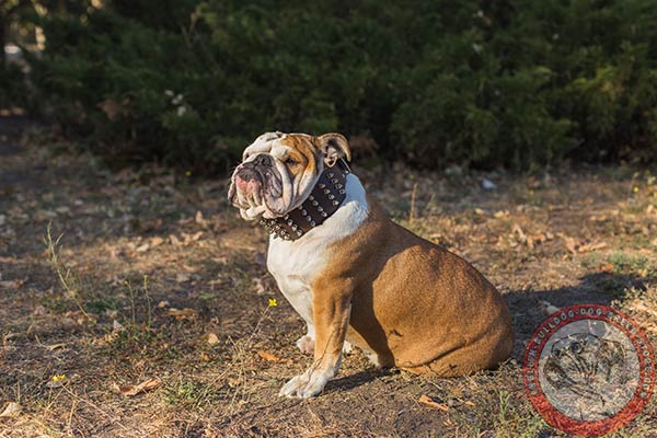 English Bulldog brown leather collar with rust-resistant fittings for basic training