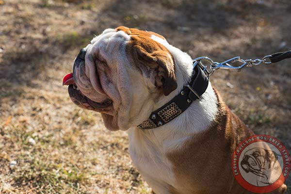 English Bulldog black leather collar of high quality with d-ring for leash attachment for any activity