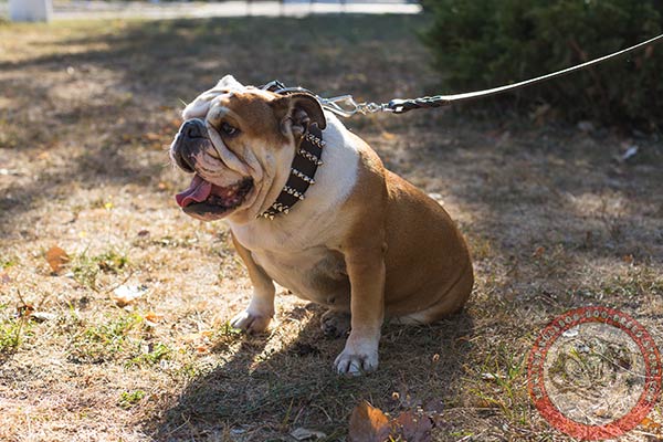 English Bulldog black leather collar with rust-proof hardware for improved control