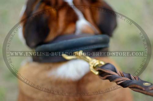 English Bulldog leather collar with grabbing handle