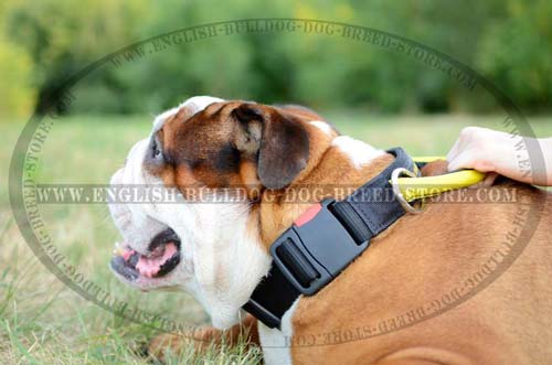English Bulldog nylon collar for training