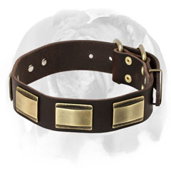 Leather dog collar for English Bulldog breed with nickel plates and D-ring
