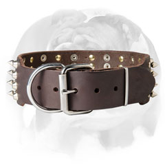 Fashionable leather English Bulldog collar for walking and basic training