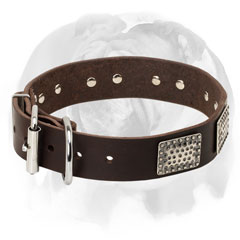 Leather fancy English Bulldog collar