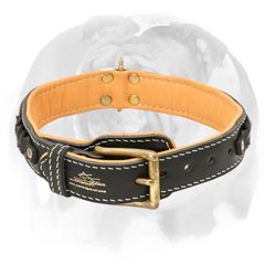Genuine leather English Bulldog collar with rivets and braids
