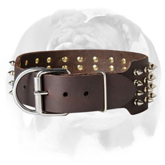 Fancy leather English Bulldog collar with spikes