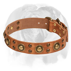 Leather Collar With Brass Studs for English Bulldog