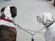 Coupler dog leash for walking 2 dogs- english bulldog walking