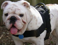 Adjustable Comfort Harness for Bulldog-Nylon Walking Dog Harness