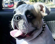 Leather Spike Dog Collar for English Bulldog/British Bulldog S33