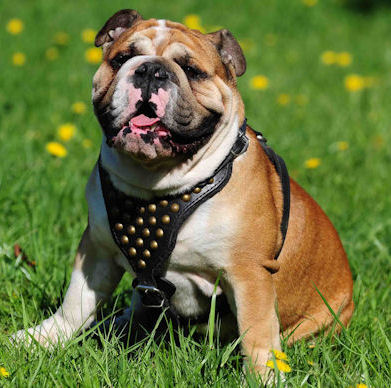 Studded leather dog harness for English Bulldogs