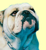 English Bulldog collar - FUR SAVER DOG COLLAR PLATED WIDTH 4 MM