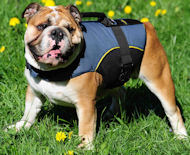 All Weather Nylon Dog Harness with handle for English Bulldog