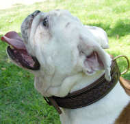 Engglish bulldog collar
