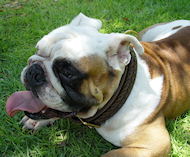 Handcrafted Leather Dog Collar for Engish Bulldog