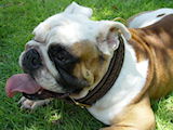 Leather collars