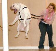 English bulldog handcrafted leather dog harness