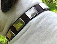 English Bulldog Leather Dog Collar With Vintage Massive Plates