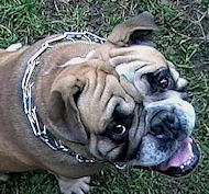 Curogan dog pinch collar made in Germany