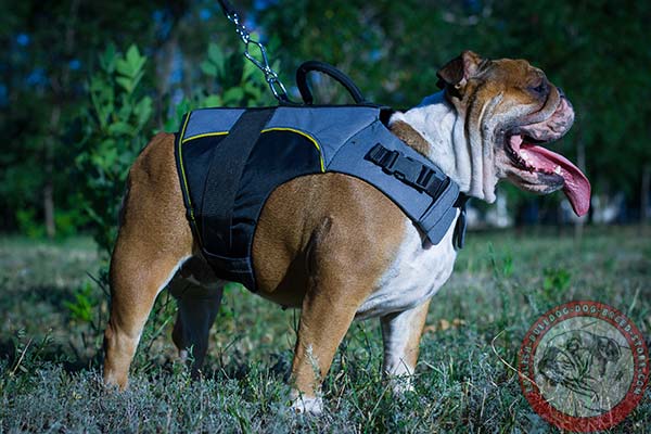 Easy-to-adjust English Bulldog harness
