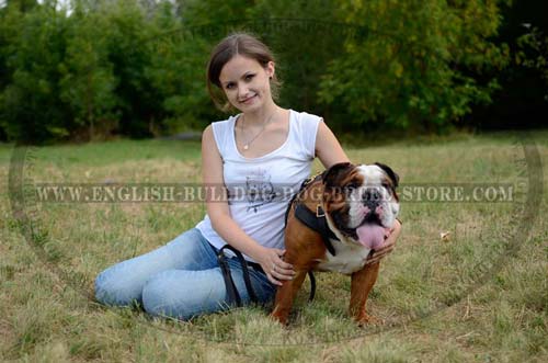 Best English Bulldog breed harness