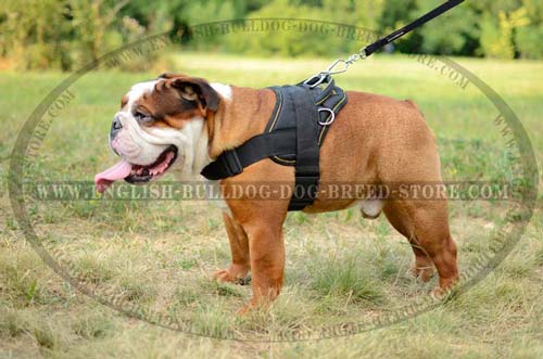 Comfy English Bulldog harness
