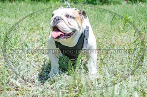 English Bulldog breed harness with no decorations